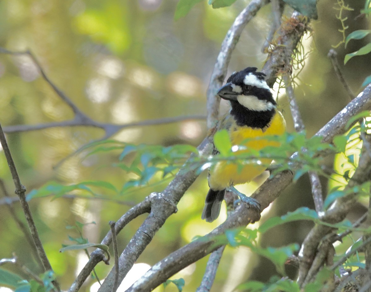 Eastern Shrike-tit - ML643884738