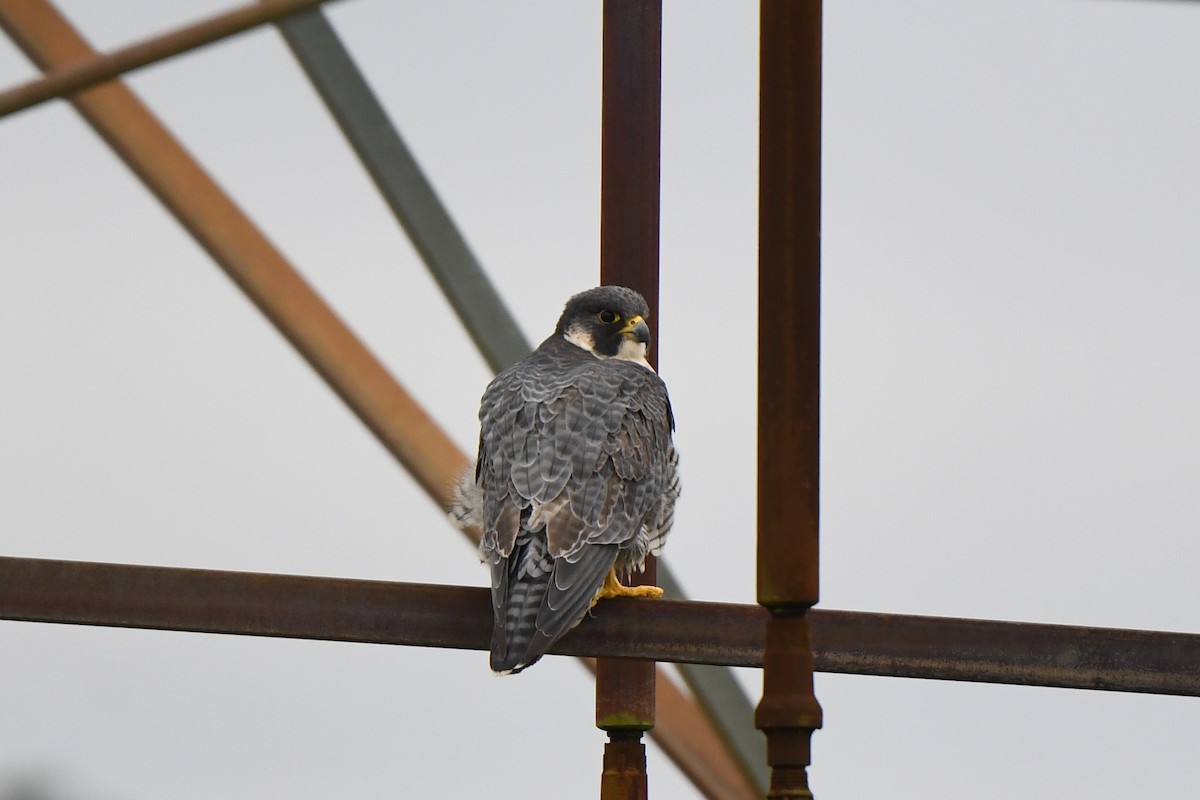 Peregrine Falcon - ML643884739