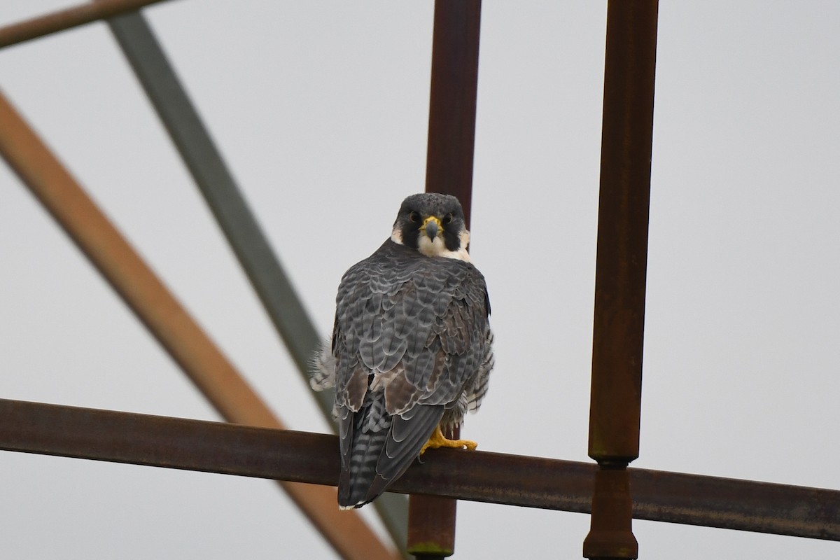 Peregrine Falcon - ML643884743