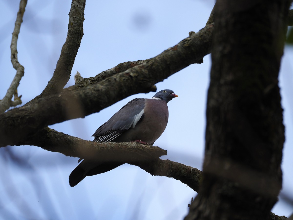Common Wood-Pigeon - ML643884745