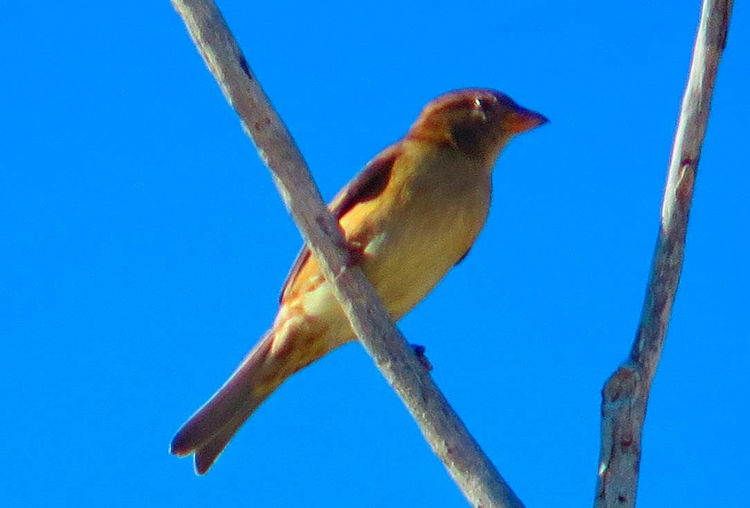 Lesser Goldfinch - ML643884749