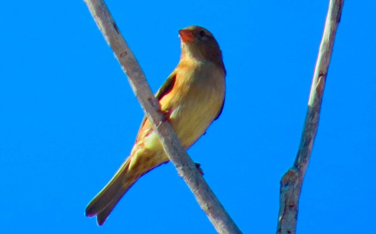 Lesser Goldfinch - ML643884751