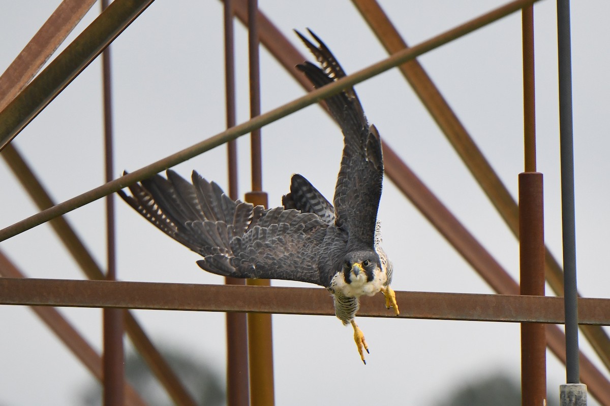 Peregrine Falcon - ML643884753