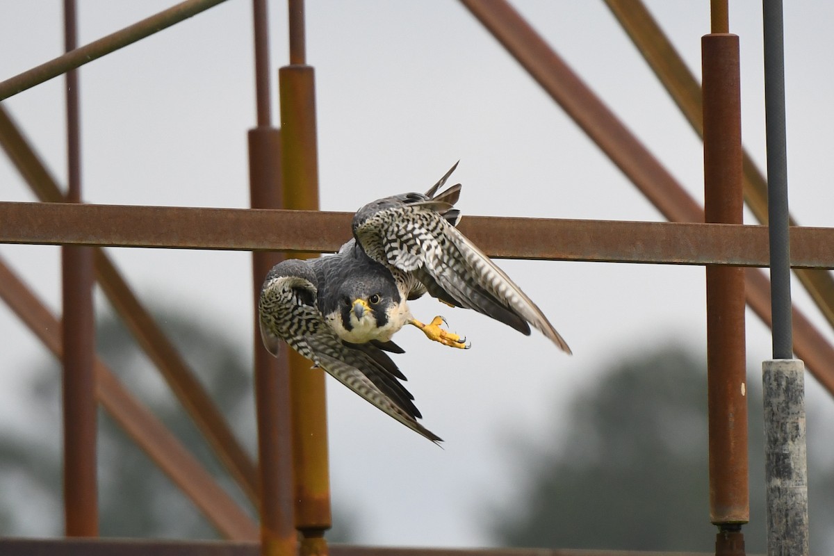 Peregrine Falcon - ML643884756