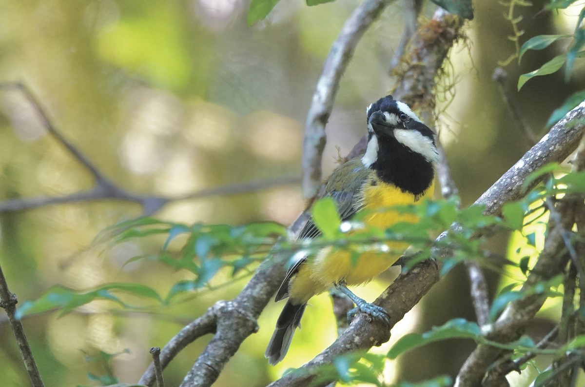 Eastern Shrike-tit - ML643884769