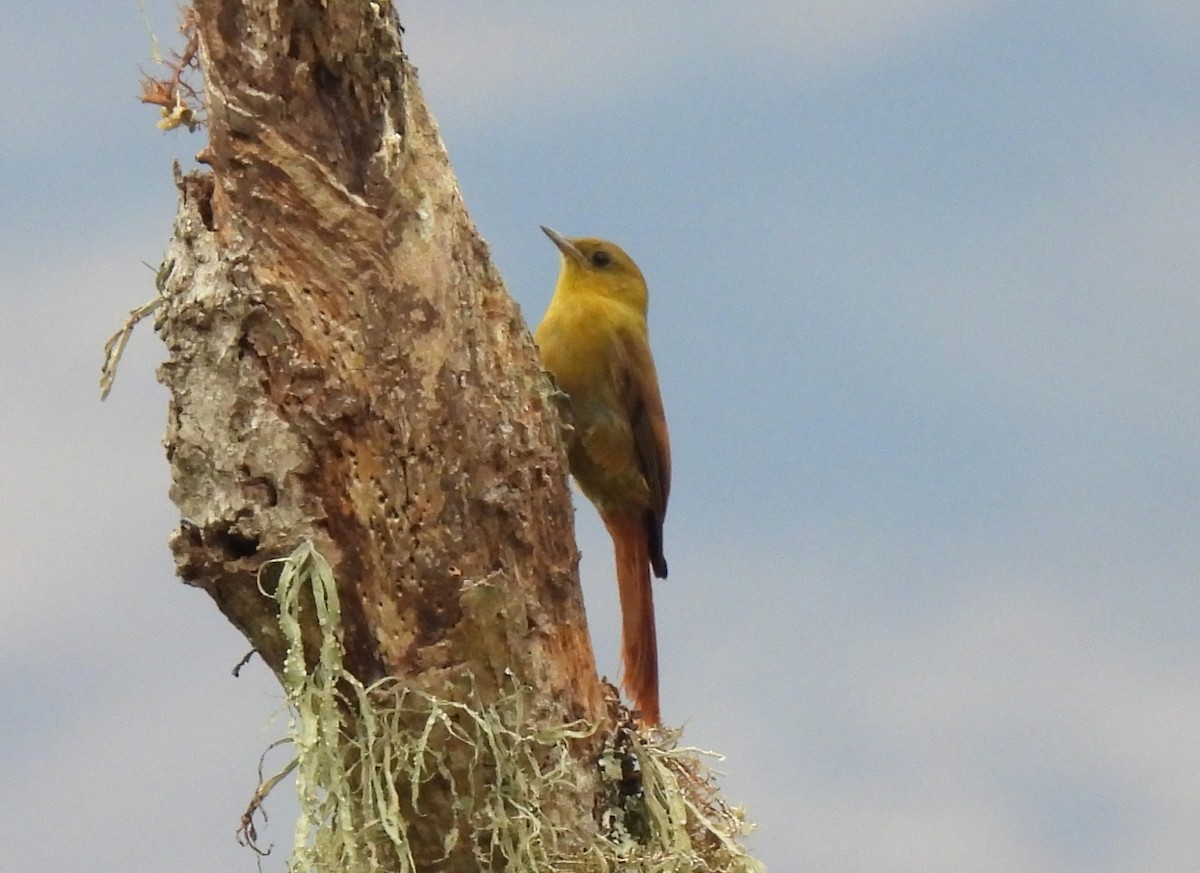 Olivaceous Woodcreeper - ML643884771