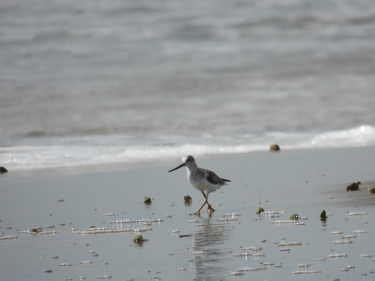 Terek Sandpiper - ML643884783