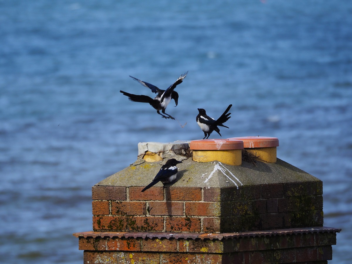 Eurasian Magpie - ML643884806