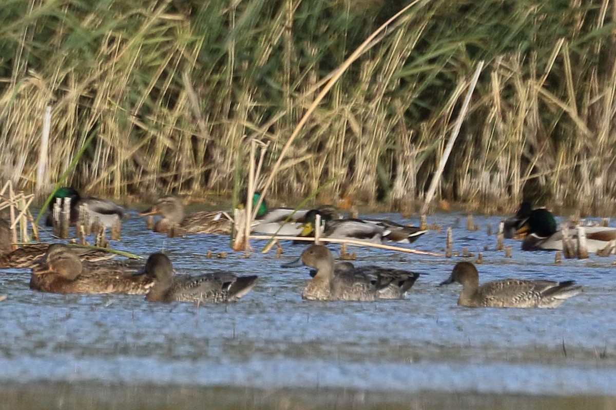 Northern Pintail - ML643884831