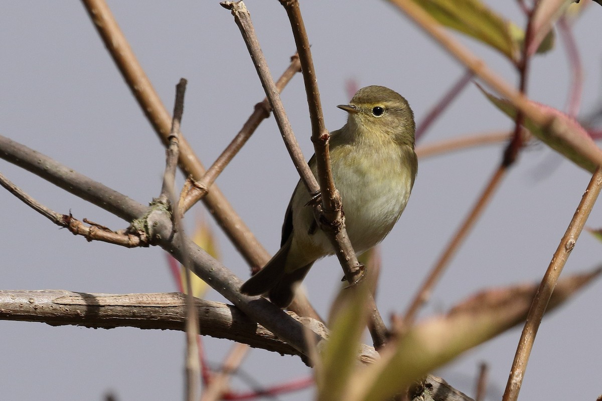 Common Chiffchaff - ML643884847
