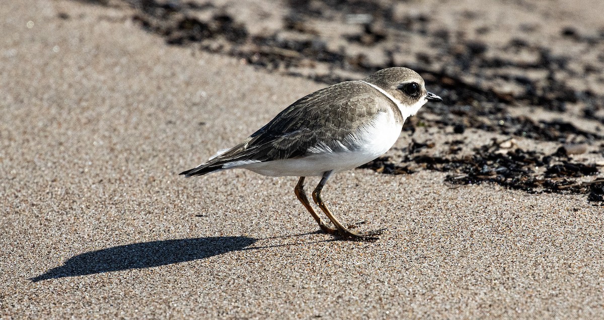 Semipalmated Plover - ML643884849