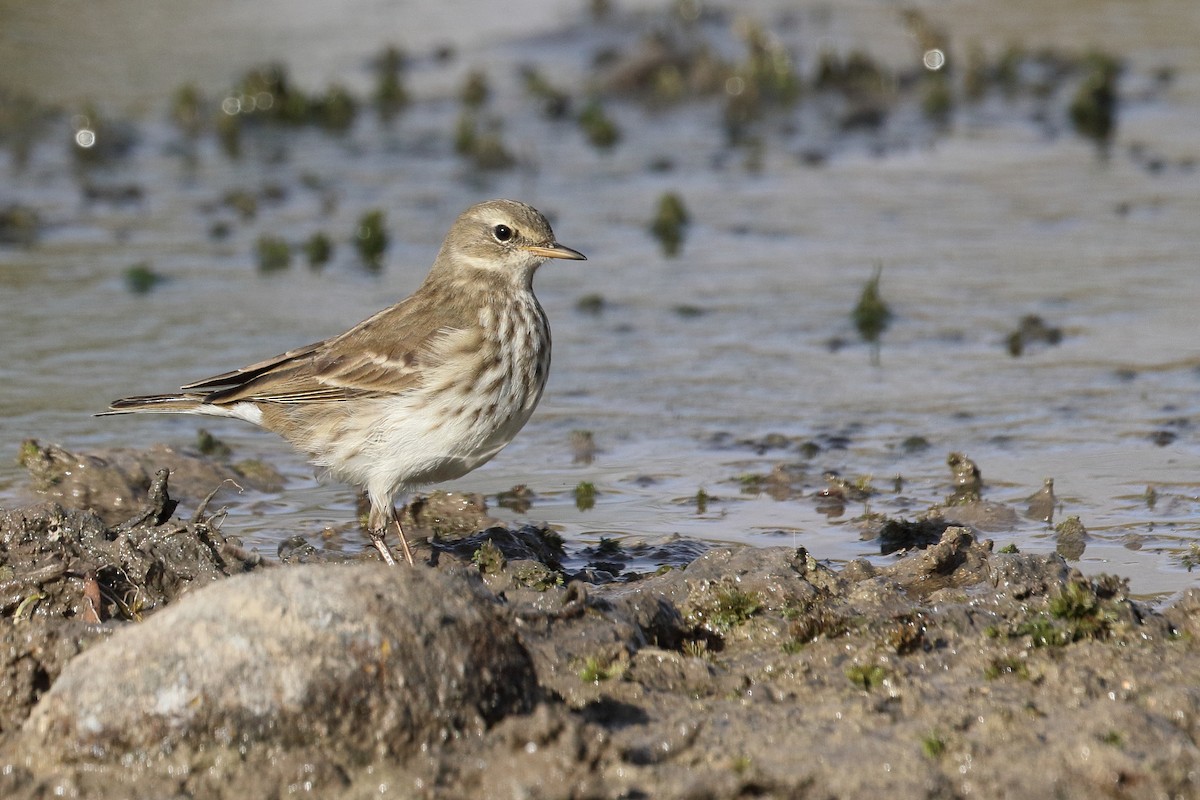 Water Pipit - ML643884866