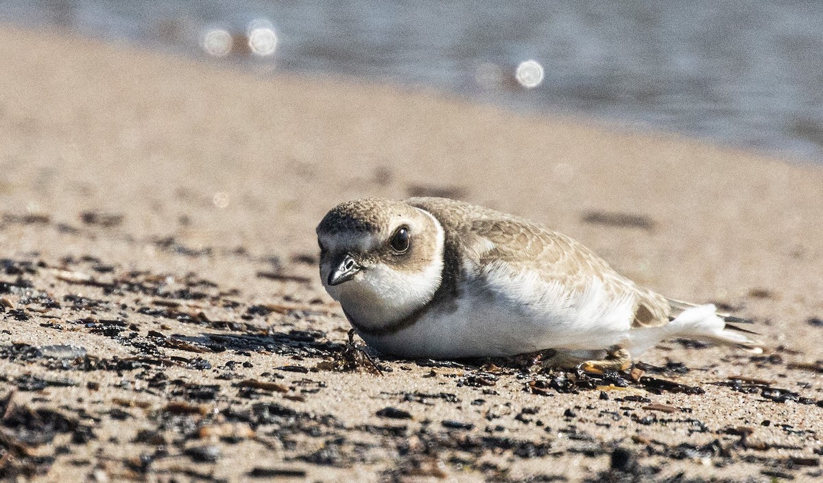 Semipalmated Plover - ML643884868