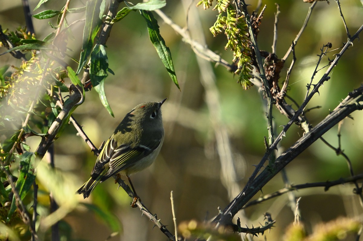 Ruby-crowned Kinglet - ML643884876