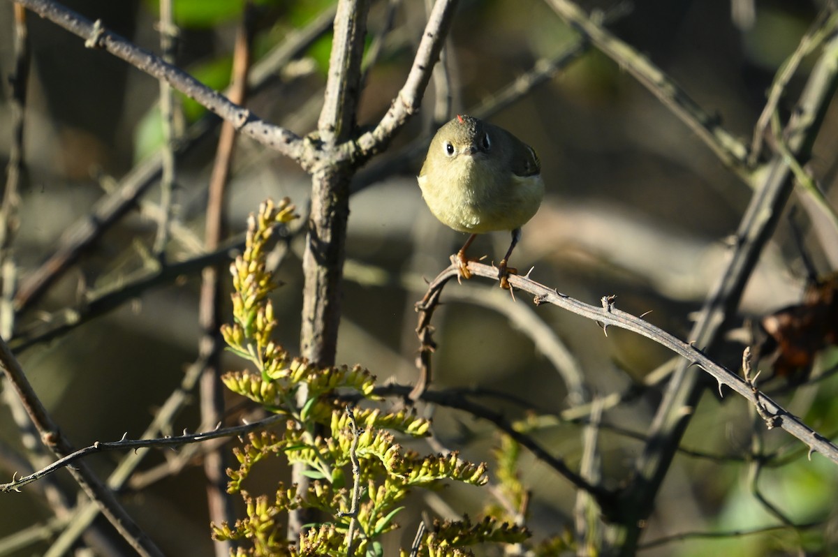 Ruby-crowned Kinglet - ML643884891