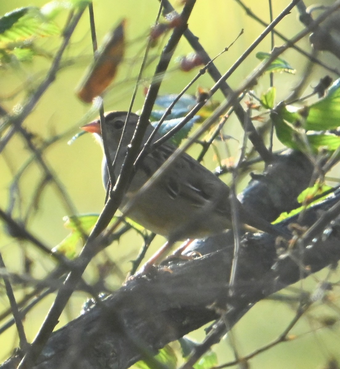 White-crowned Sparrow - ML643884897
