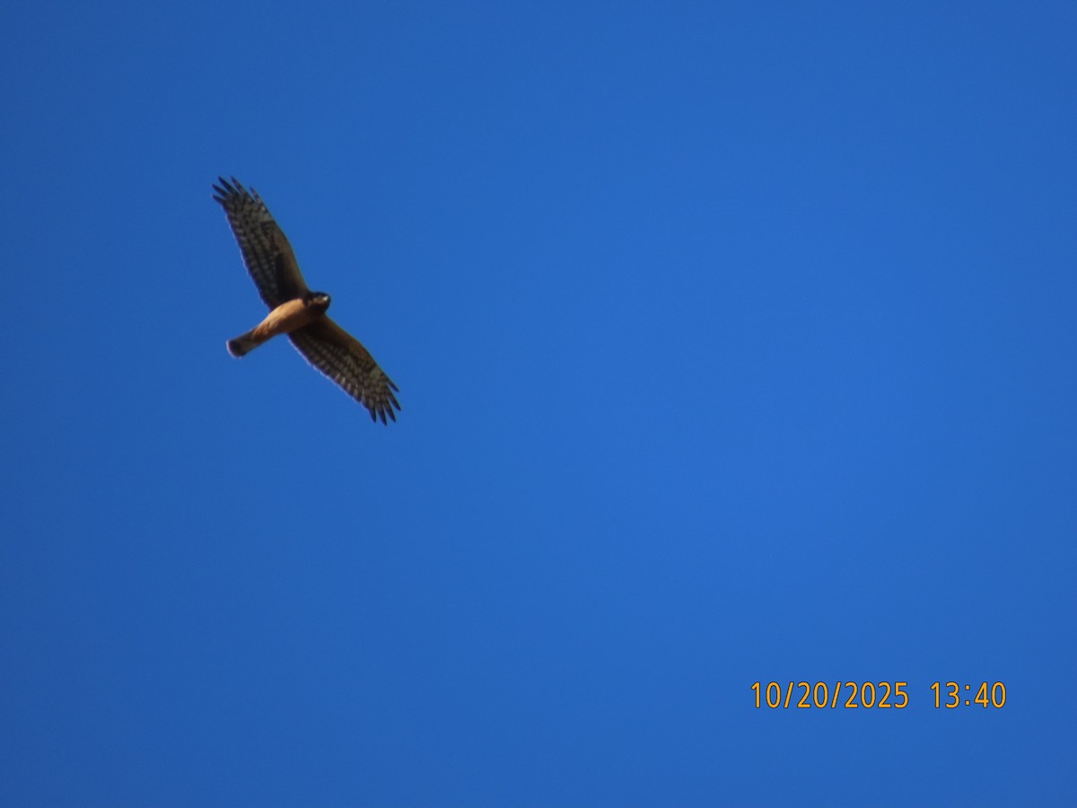 Northern Harrier - ML643884905