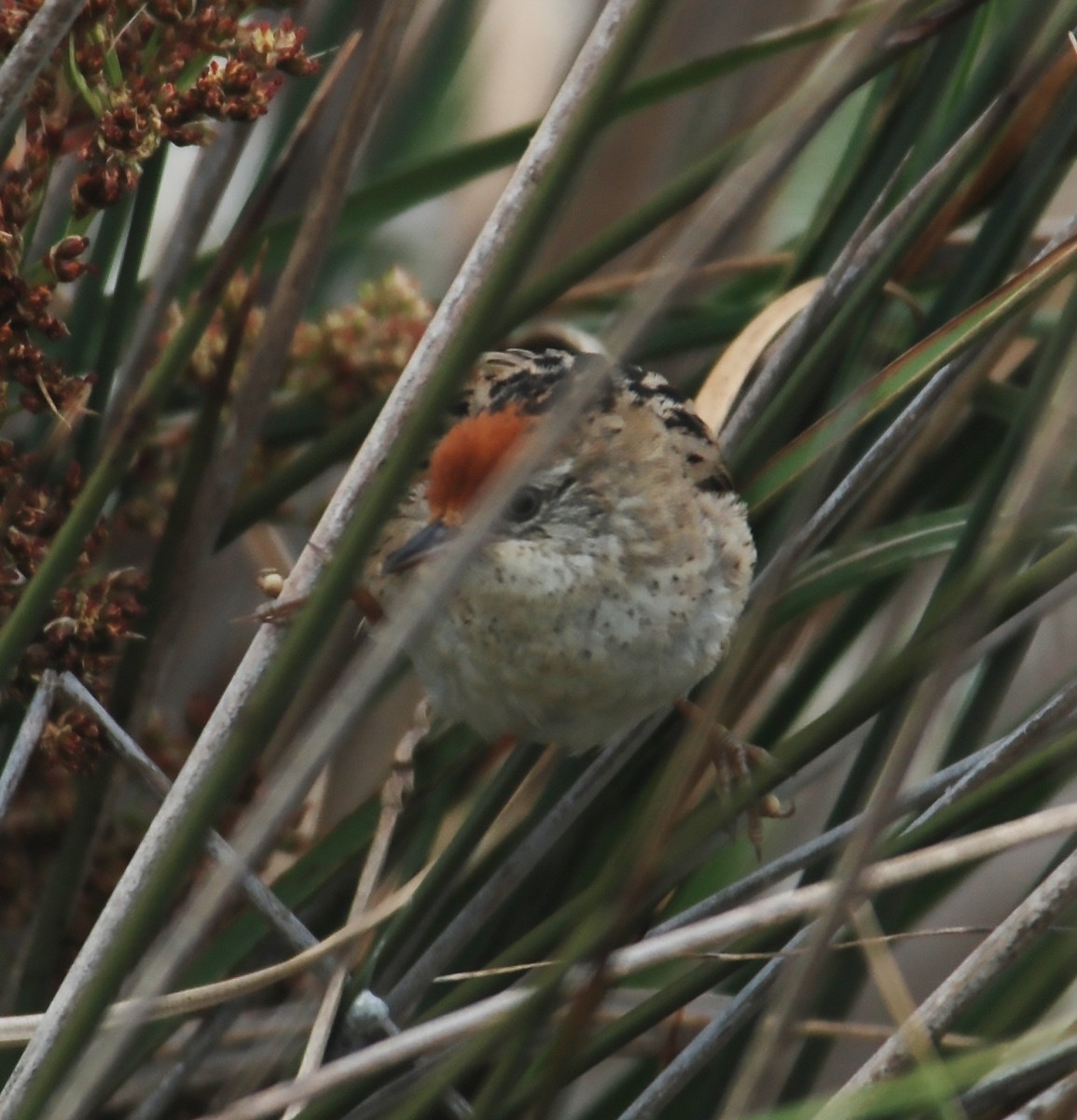 Bay-capped Wren-Spinetail - ML643884906