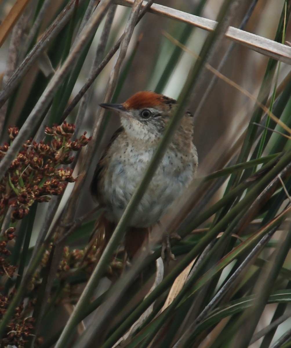 Bay-capped Wren-Spinetail - ML643884907