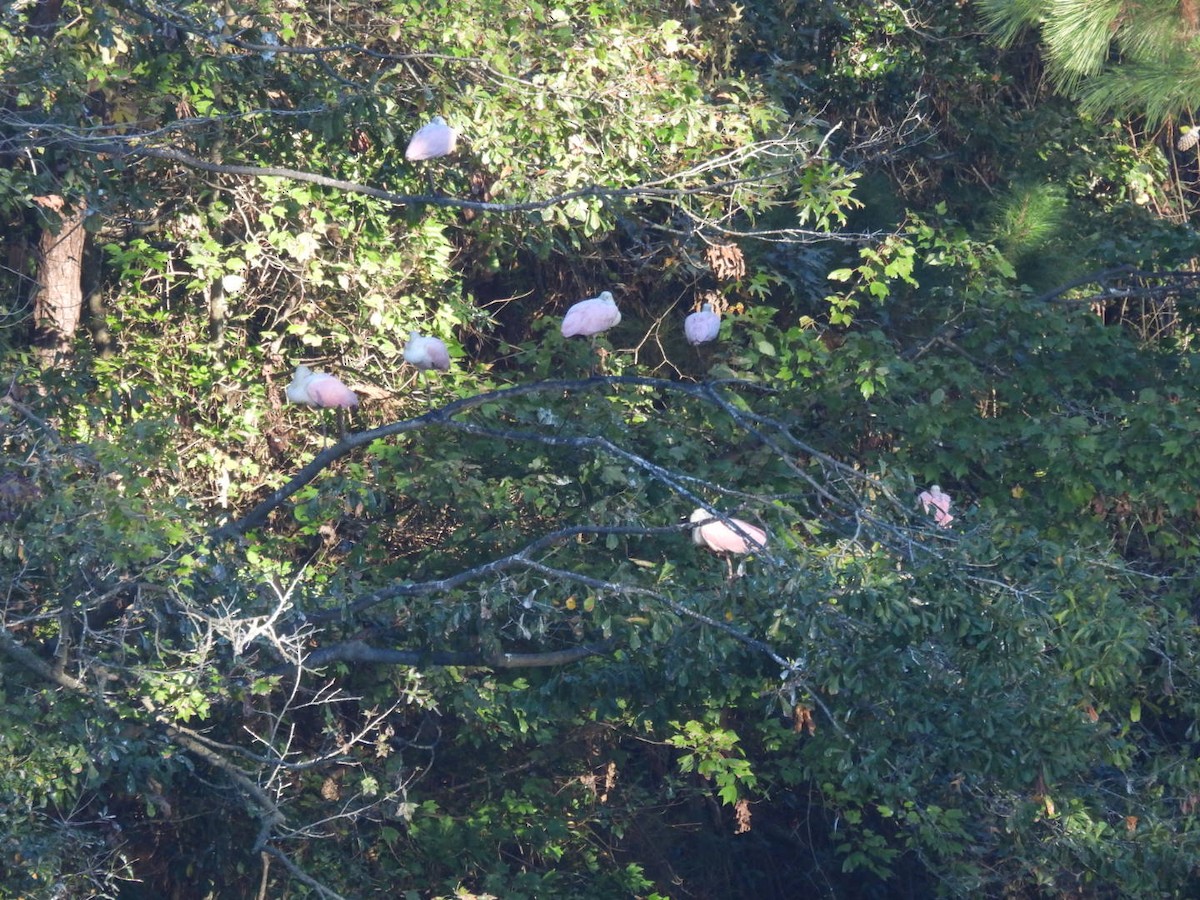 kolpík růžový - ML643884908