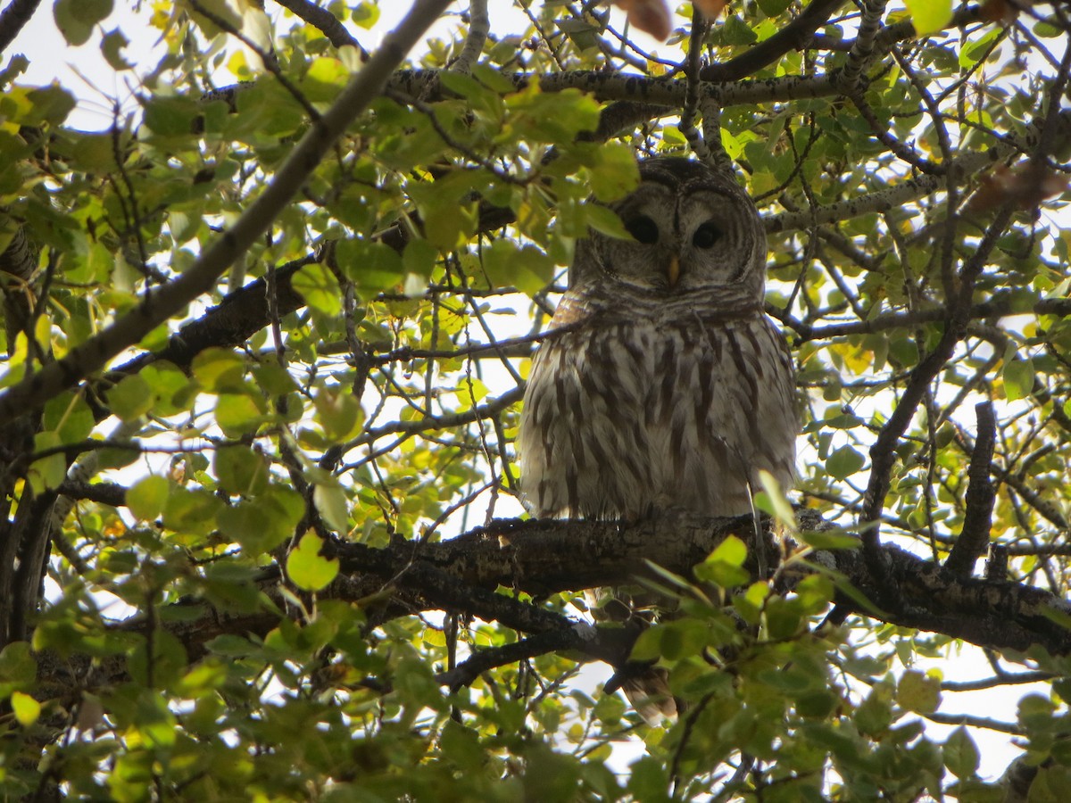 Barred Owl - ML643884910
