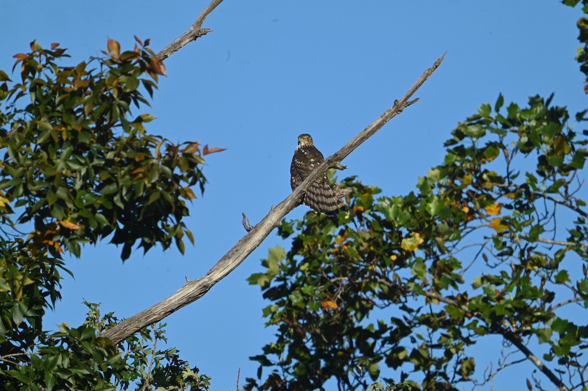 Cooper's Hawk - ML643884912