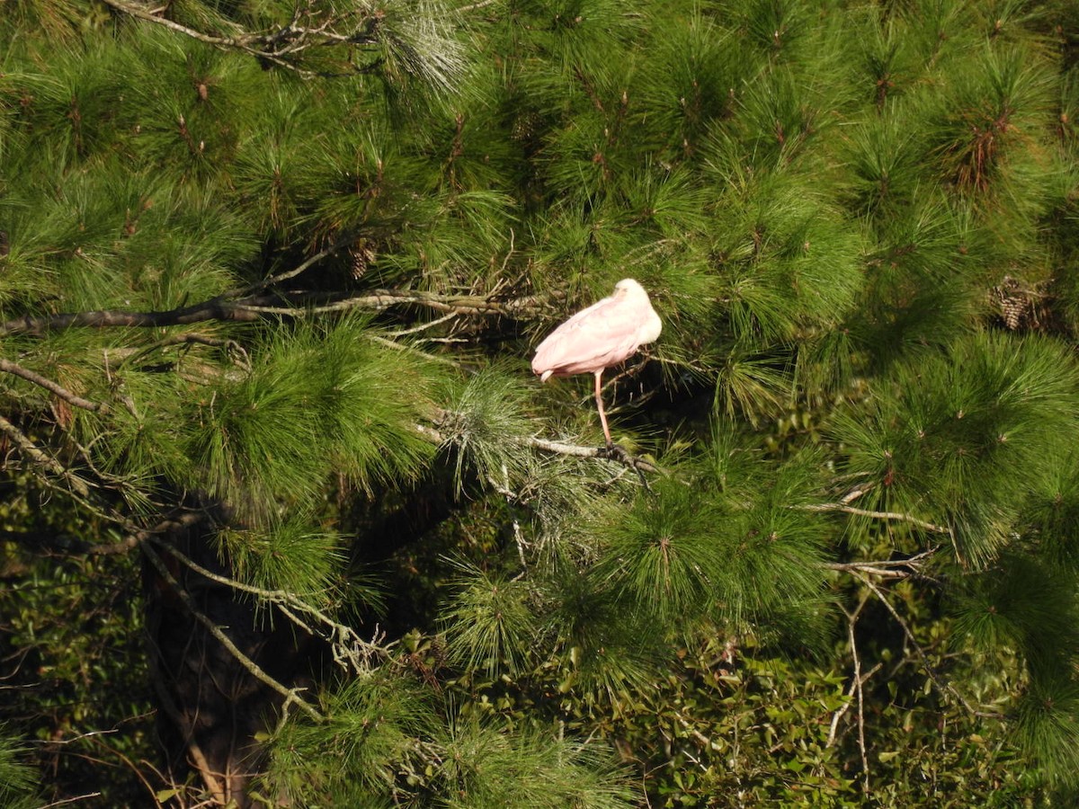 kolpík růžový - ML643884919