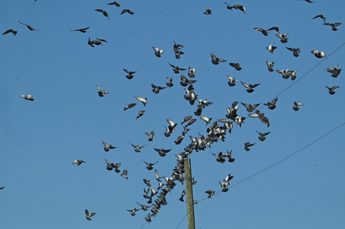 Rock Pigeon (Feral Pigeon) - ML643884920