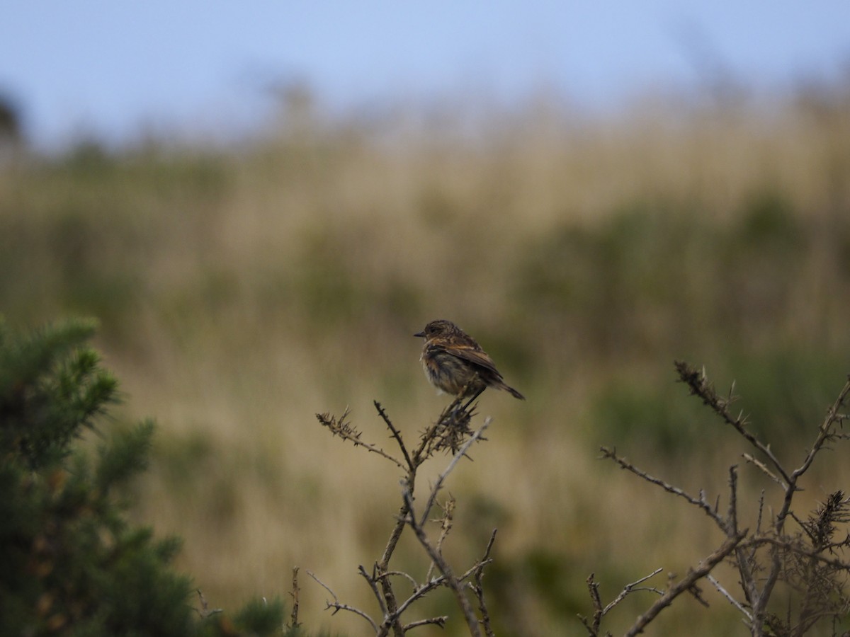 European Stonechat - ML643884931