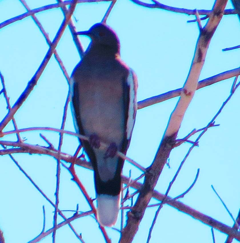 White-winged Dove - ML643884944