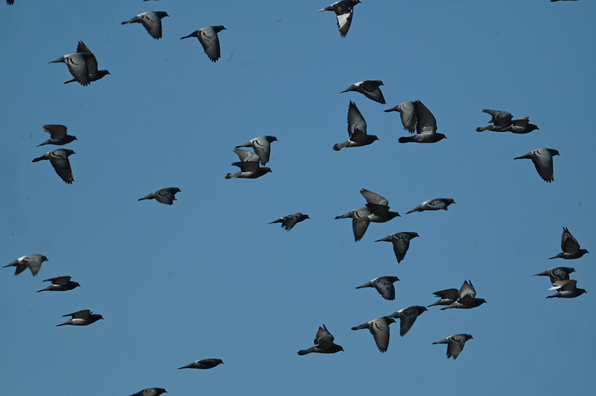 Rock Pigeon (Feral Pigeon) - ML643884945