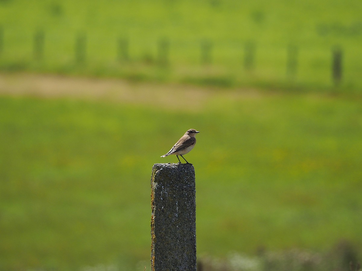 Northern Wheatear - ML643884950