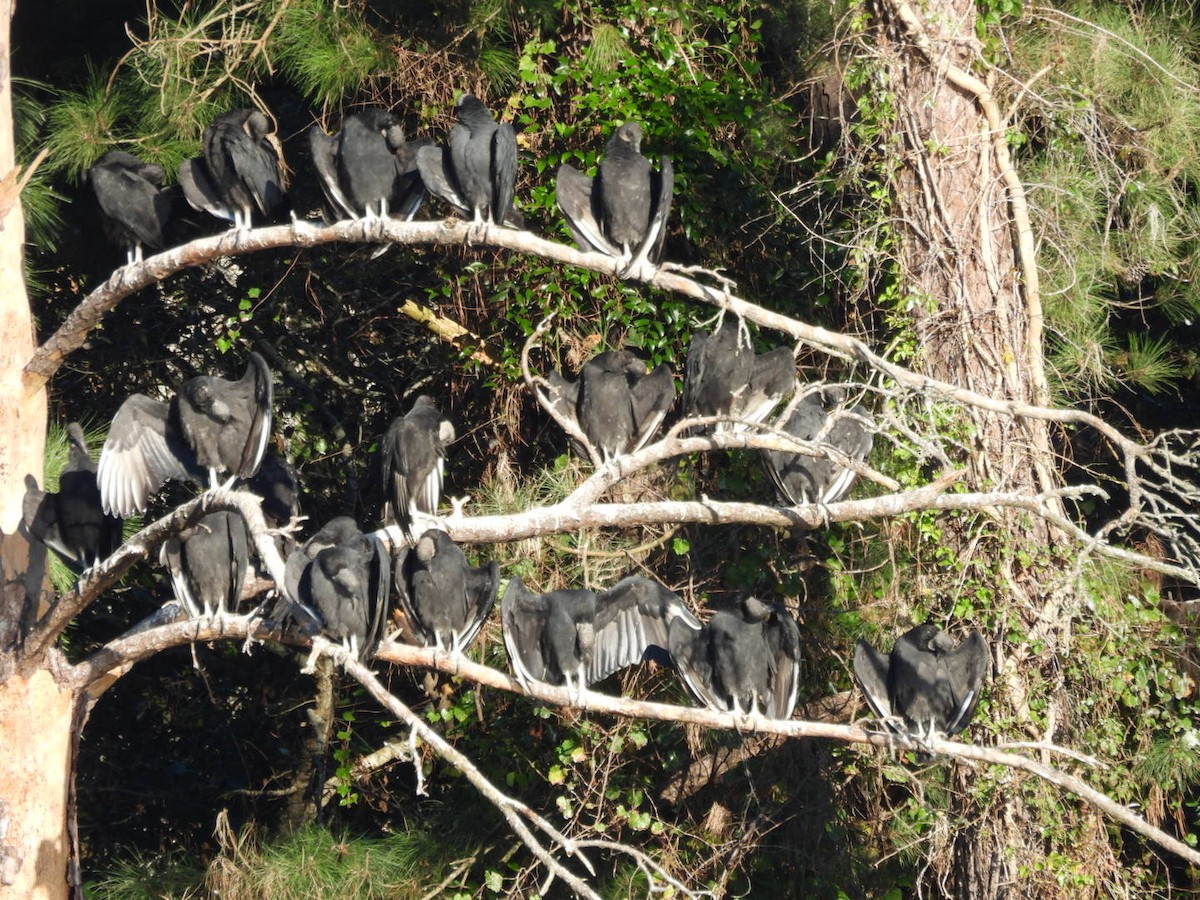 kondor havranovitý - ML643884953