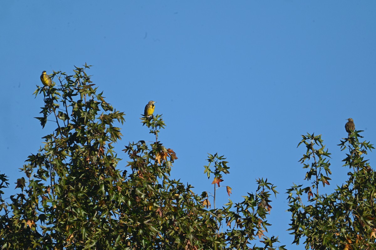 Eastern Meadowlark - ML643884954