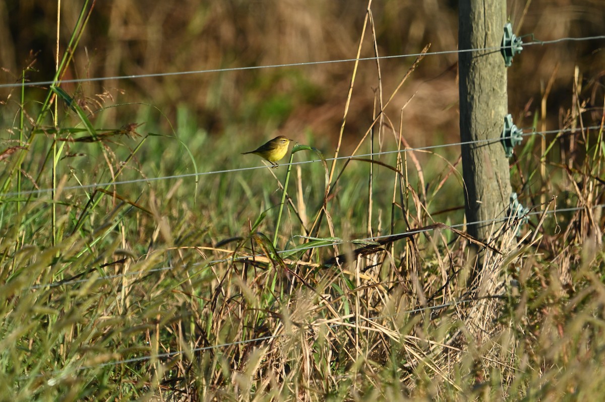 Palm Warbler - ML643884964