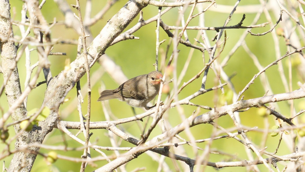 Red-headed Myzomela - ML643884970