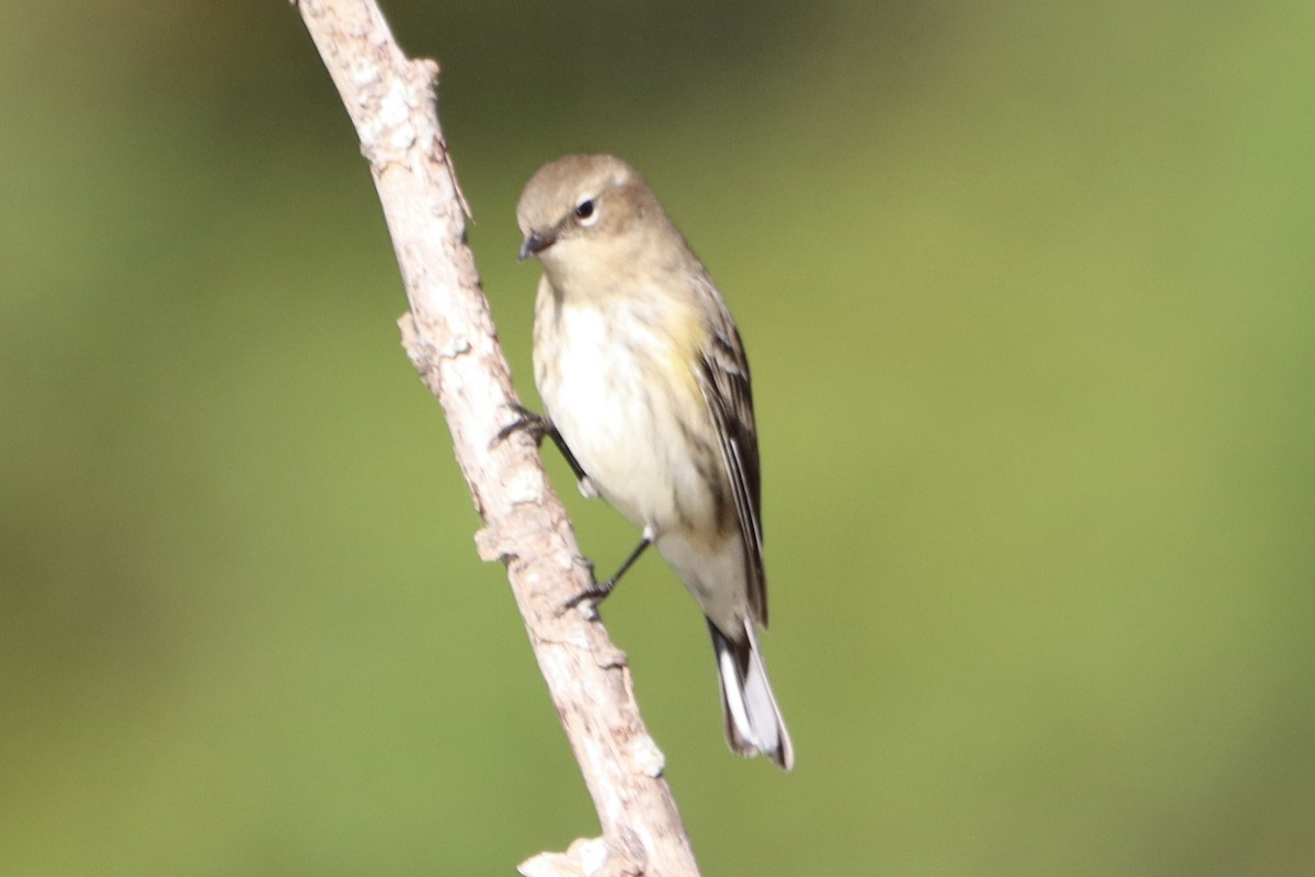 Yellow-rumped Warbler - ML643884972
