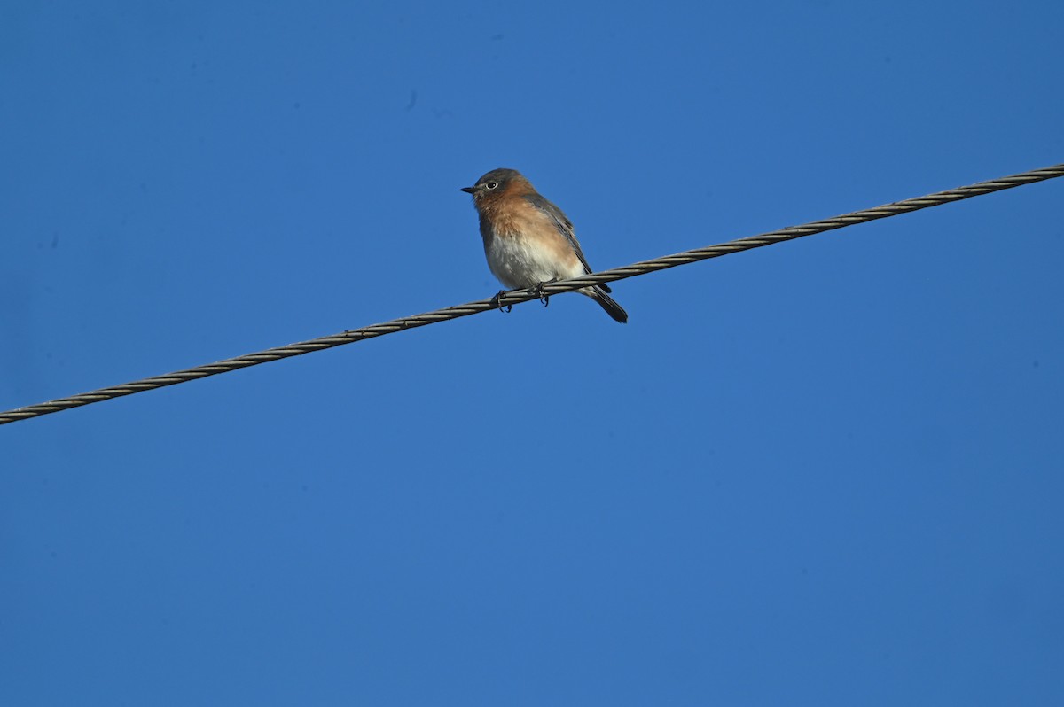 Eastern Bluebird - ML643884978