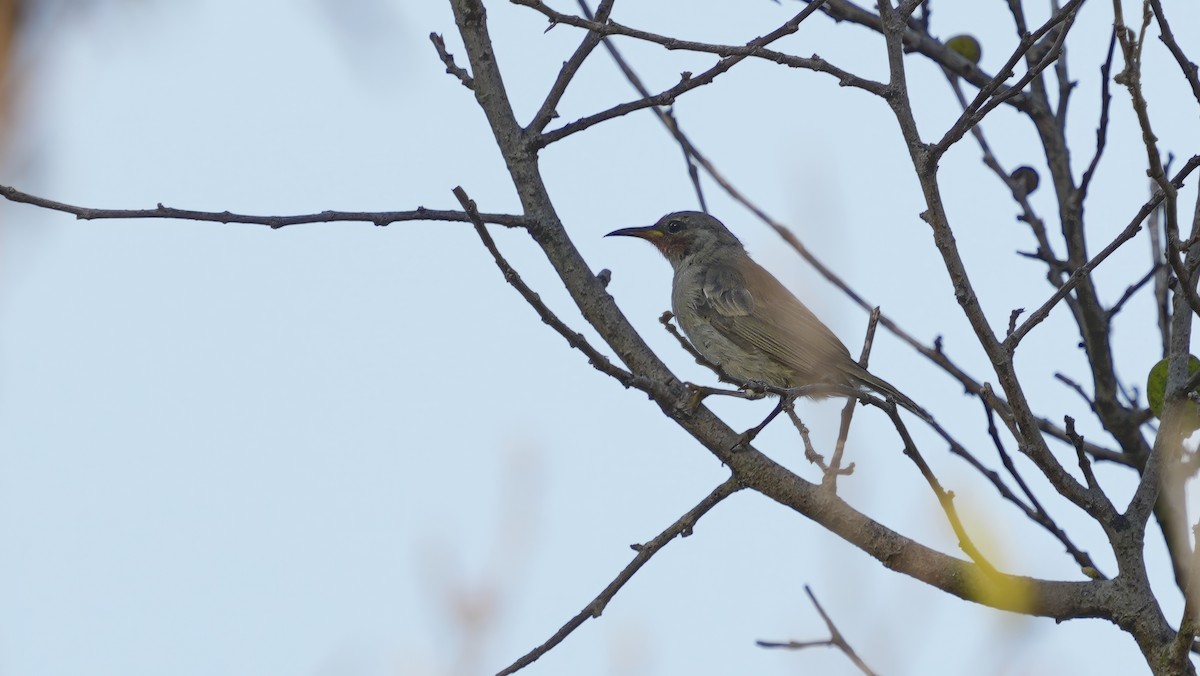 Red-headed Myzomela - ML643884979