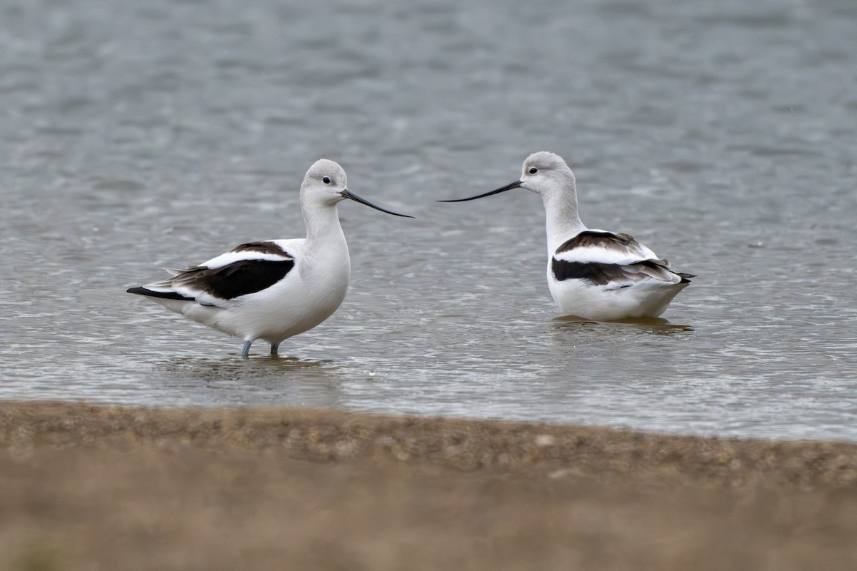 Avocette d'Amérique - ML643884985