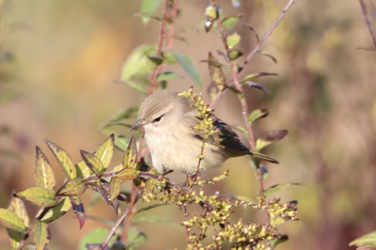 Palm Warbler - ML643884988