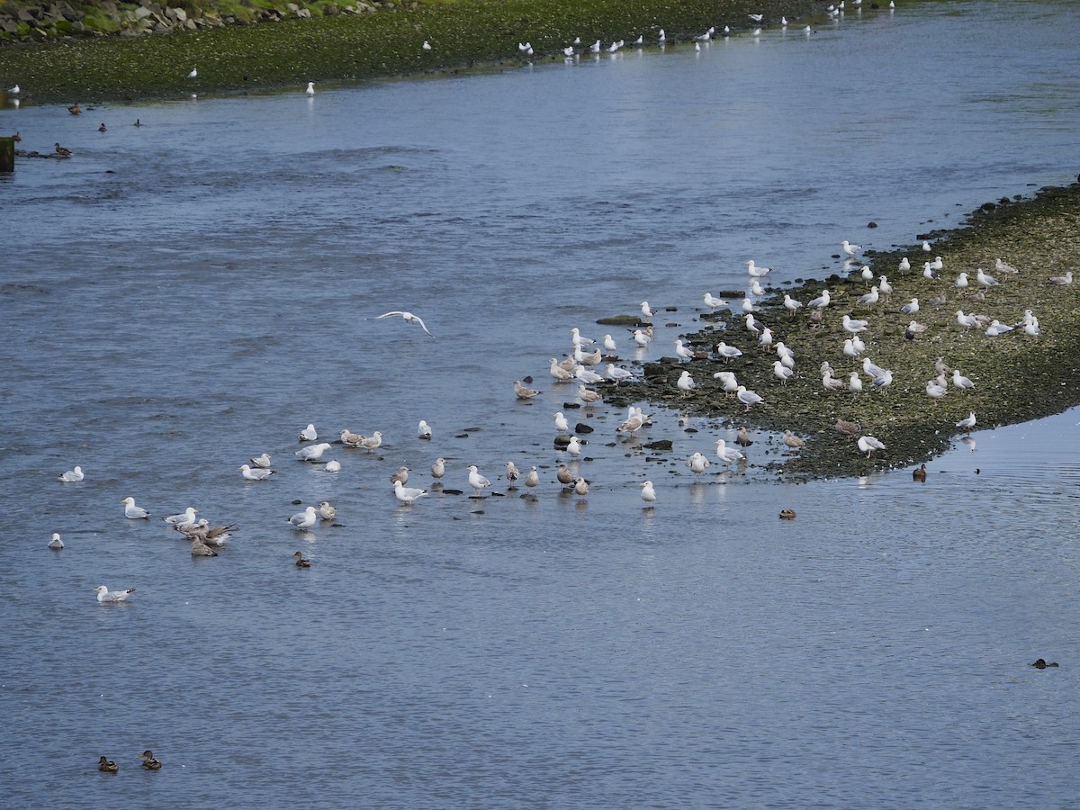 European Herring Gull - ML643884989