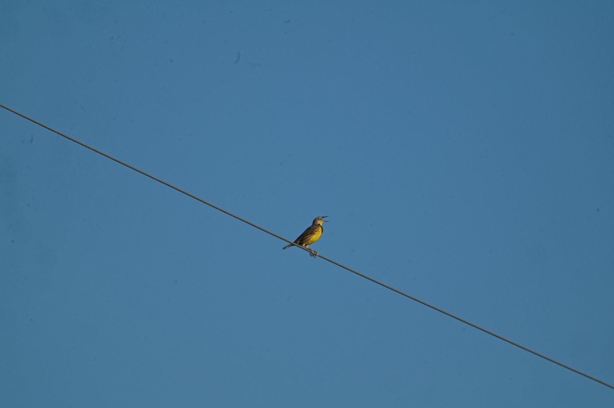 Eastern Meadowlark - ML643884991