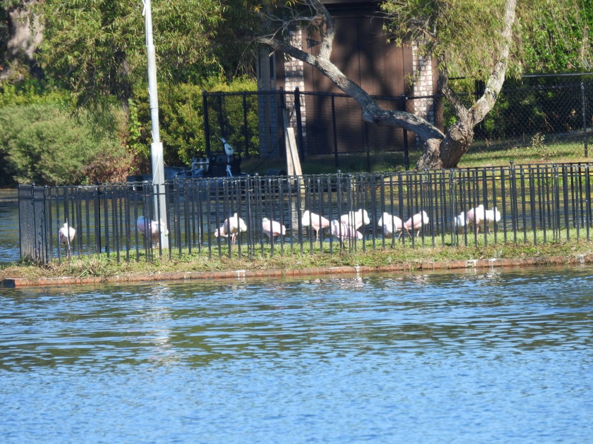 kolpík růžový - ML643884992