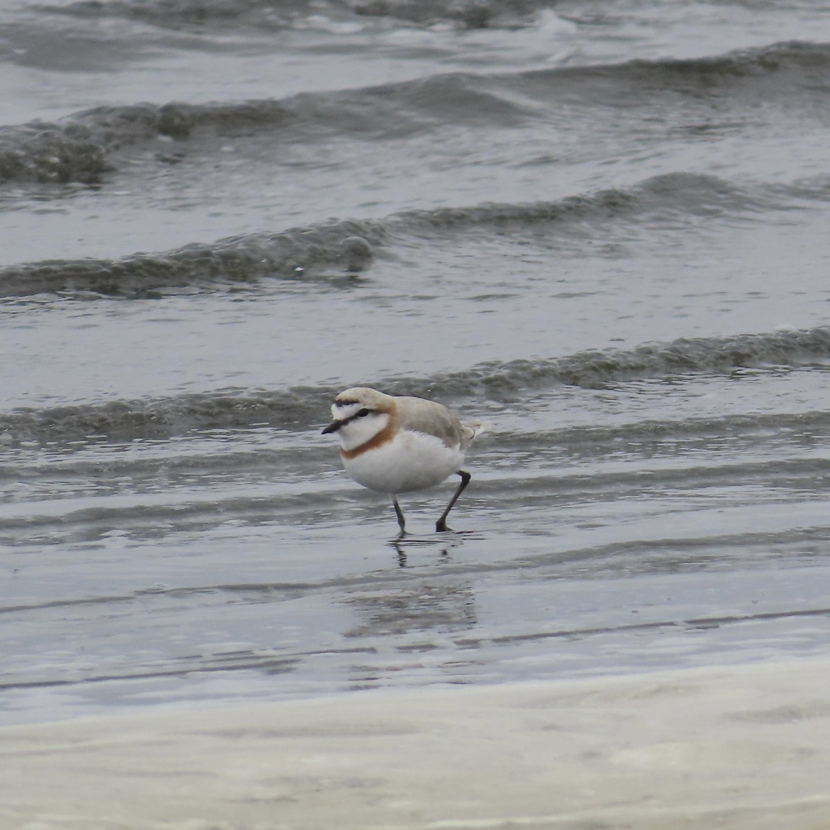 Chestnut-banded Plover - ML643885003
