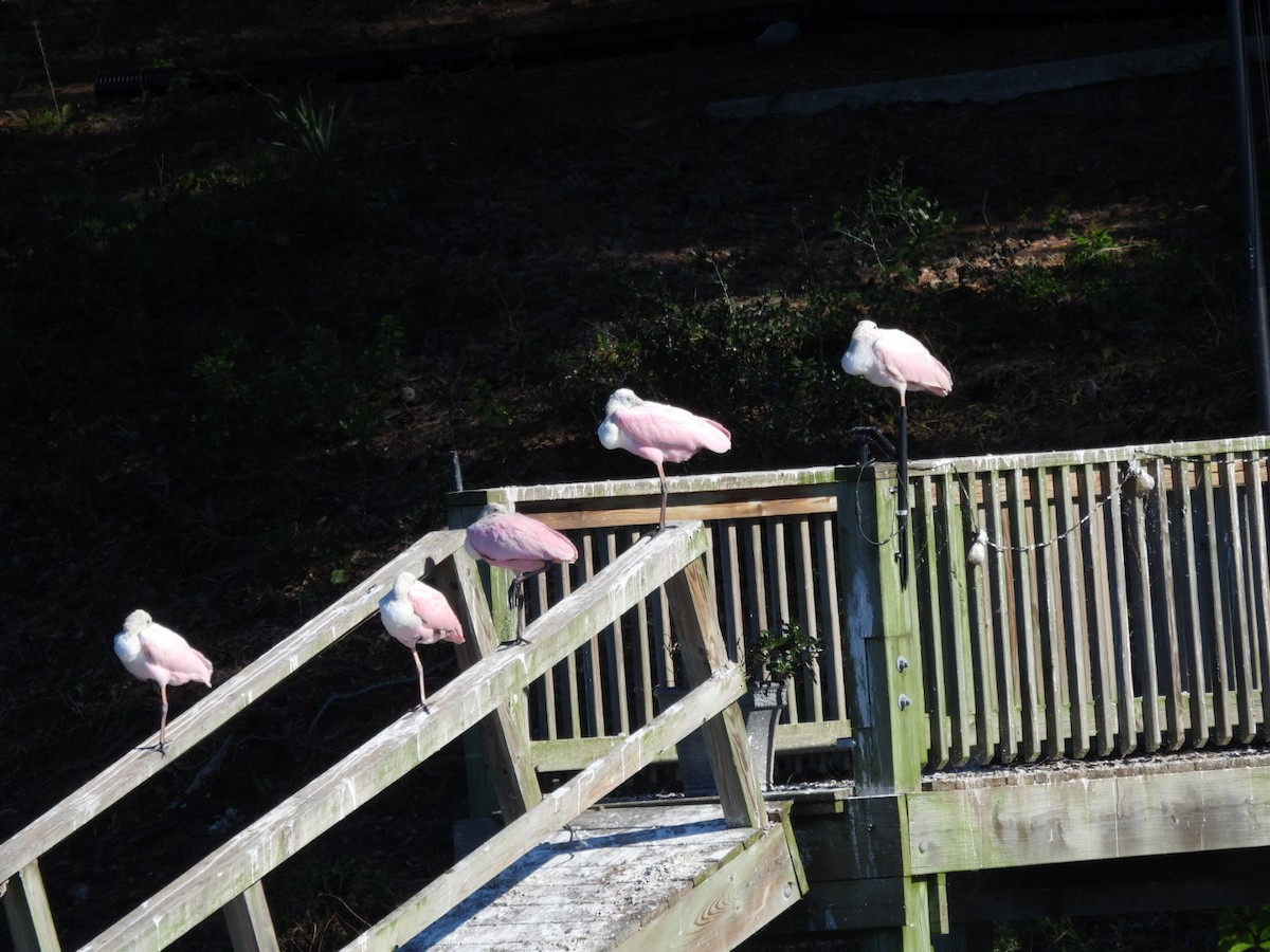 kolpík růžový - ML643885008