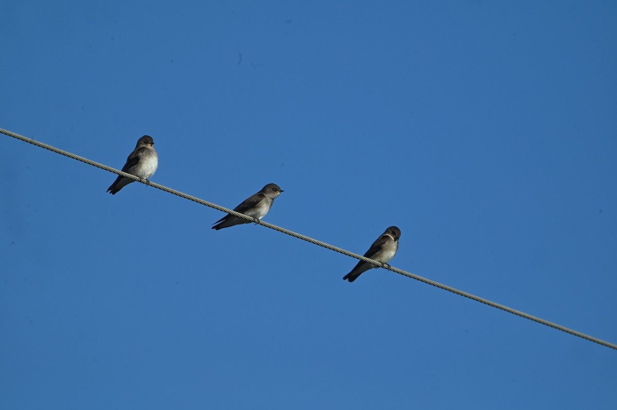 Northern Rough-winged Swallow - ML643885016