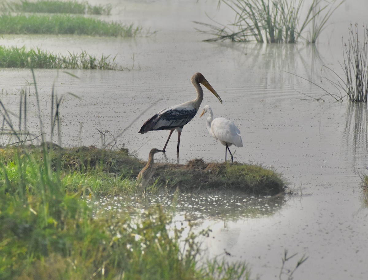 Painted Stork - ML643885020