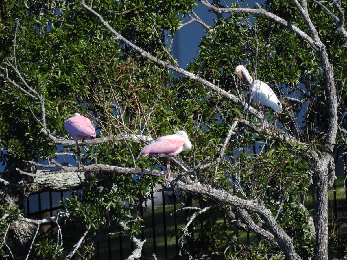 kolpík růžový - ML643885021