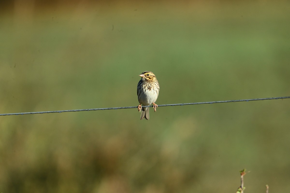 Savannah Sparrow - ML643885028